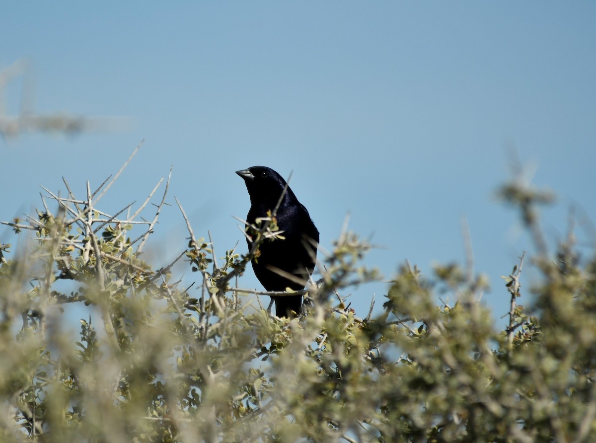 Shiny Cowbird - ML271900111