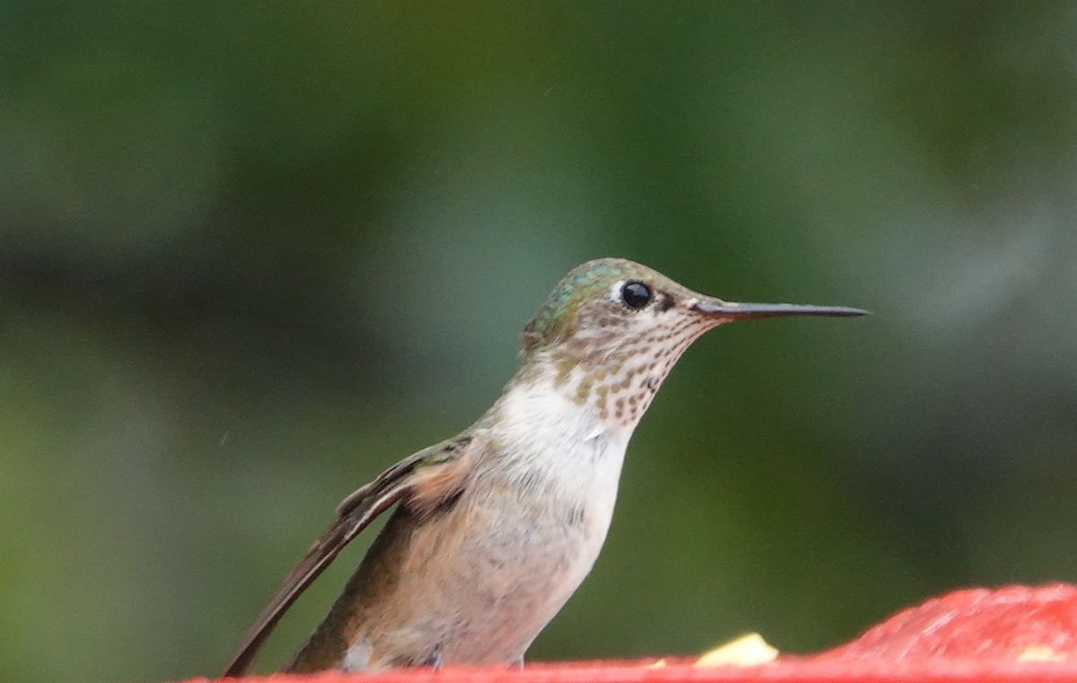 Calliope Hummingbird - Andy & Ellen Filtness