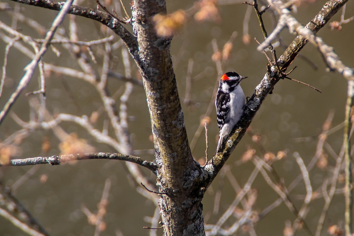 Downy Woodpecker - ML271901071