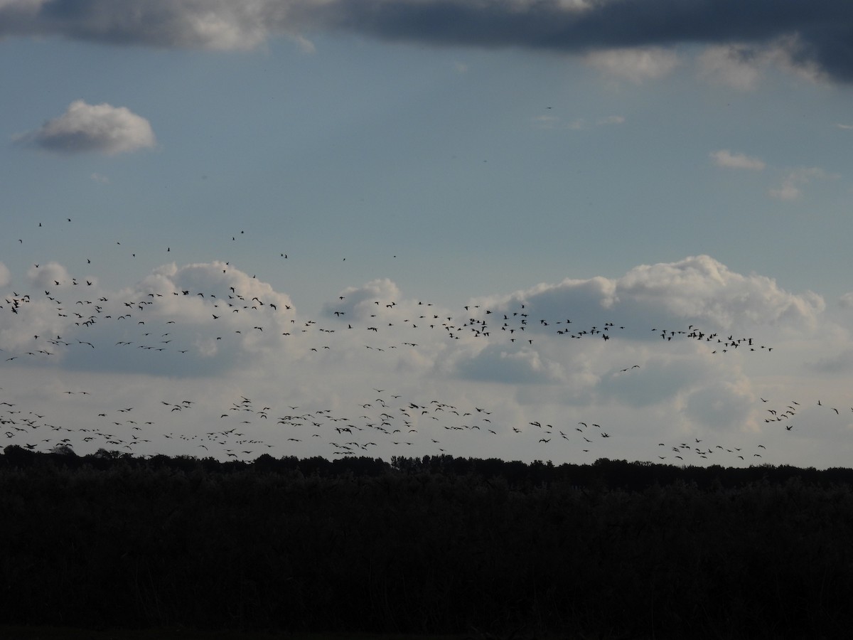 Greater White-fronted Goose (Eurasian) - Joren van Schie