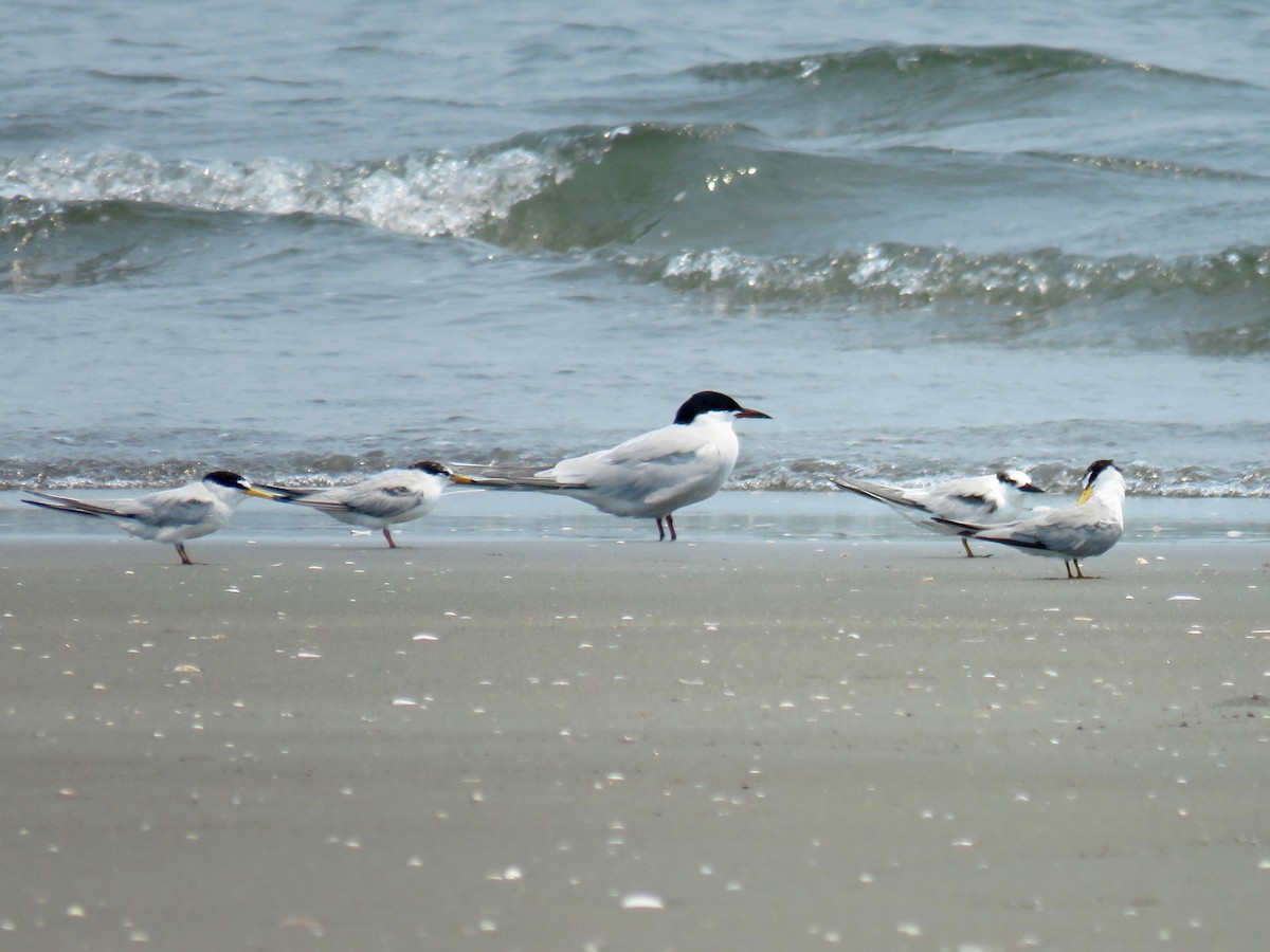 Common Tern - ML27190181