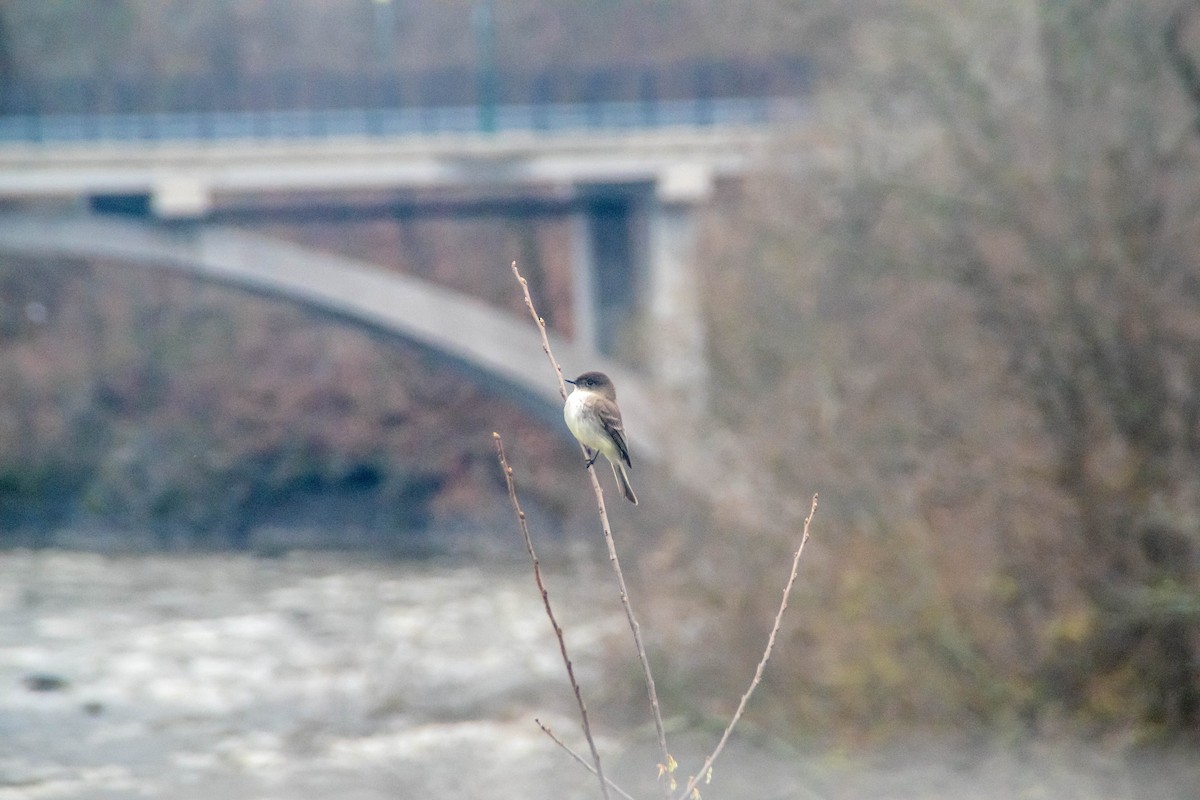 Eastern Phoebe - ML271902061