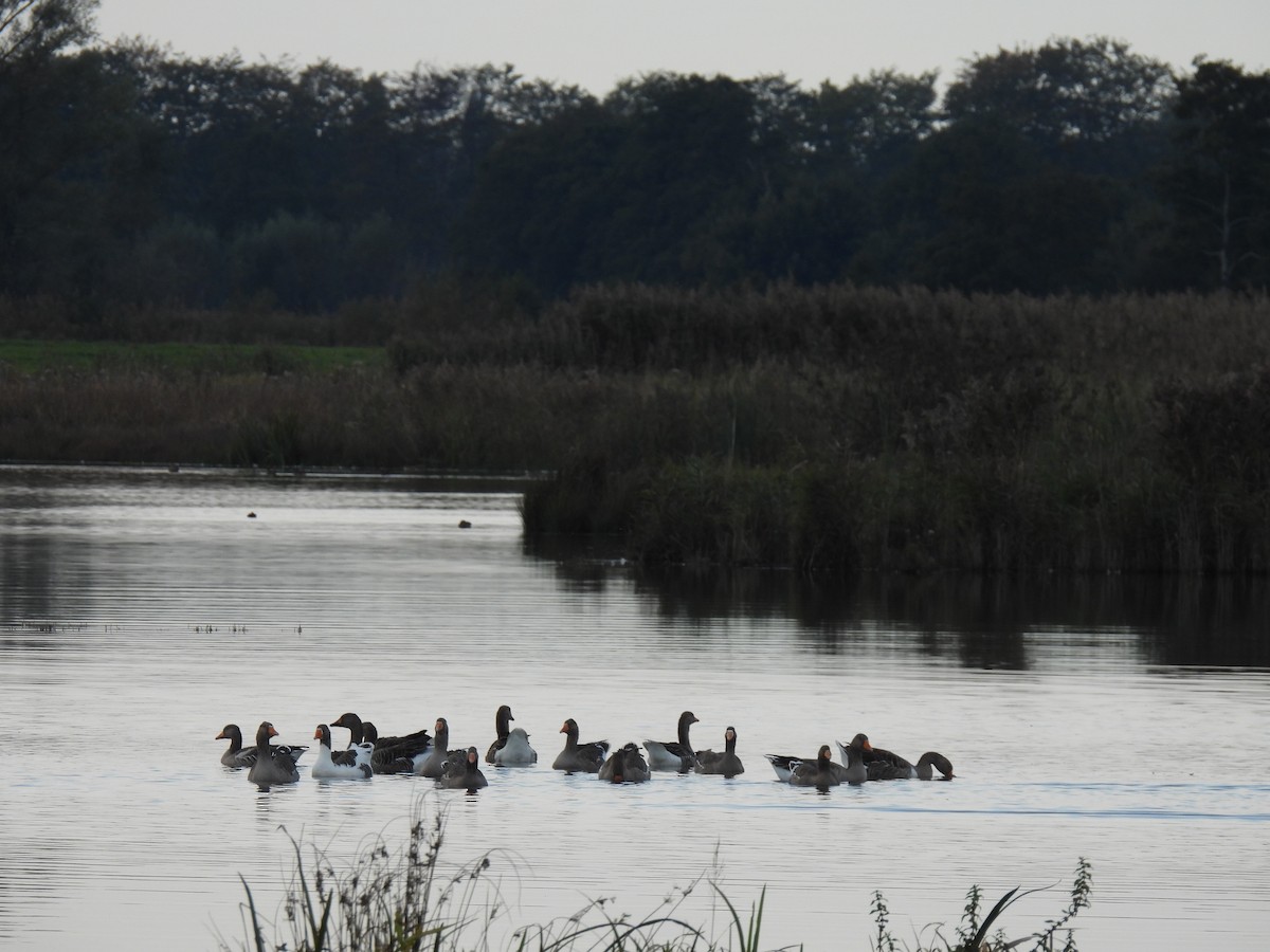 Domestic goose sp. (Domestic type) - ML271902211