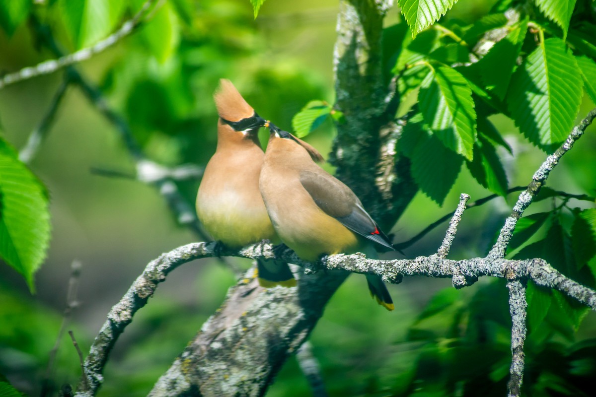 Cedar Waxwing - ML271903431