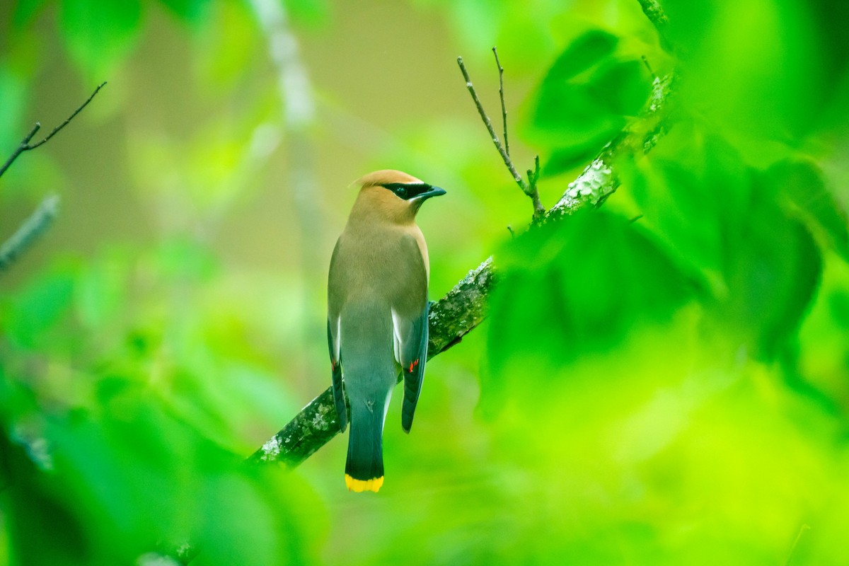 Cedar Waxwing - ML271903481