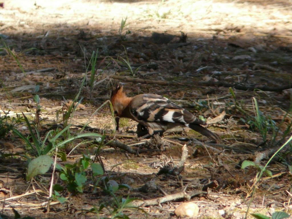 Eurasian Hoopoe (African) - ML27190401