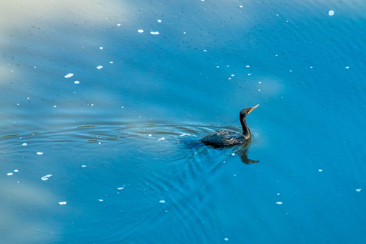 Double-crested Cormorant - ML271904121