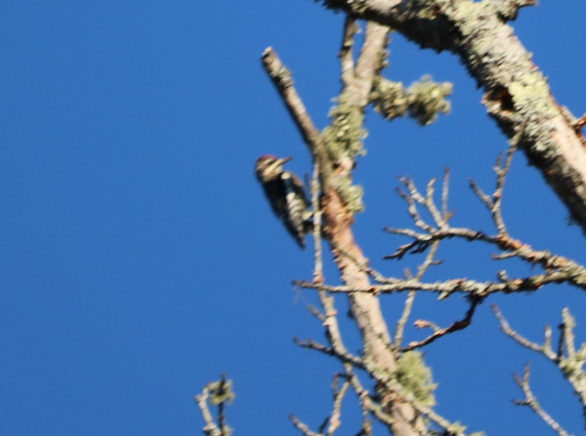 Yellow-bellied Sapsucker - ML271904421