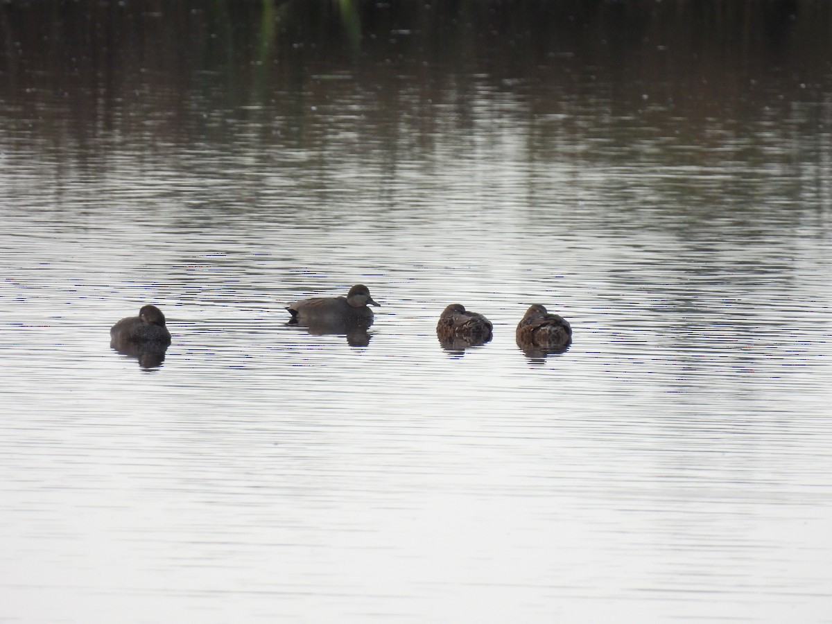 Gadwall - ML271904431