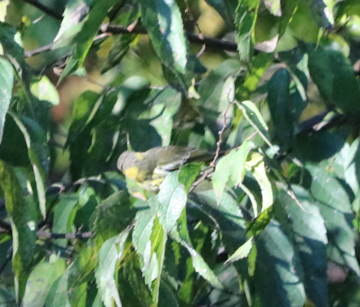 Cape May Warbler - ML271905031