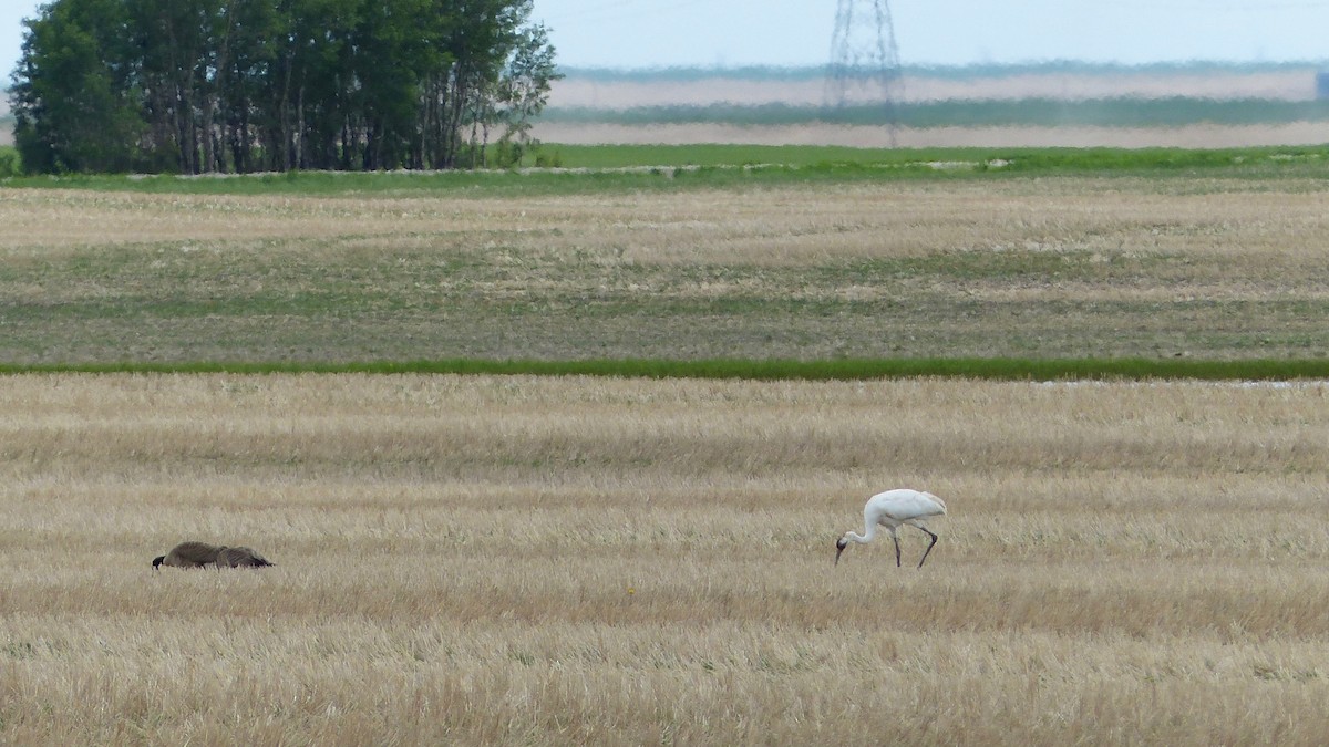 Grue blanche - ML271906781