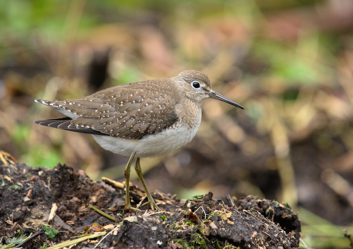 Solitary Sandpiper - ML271907411