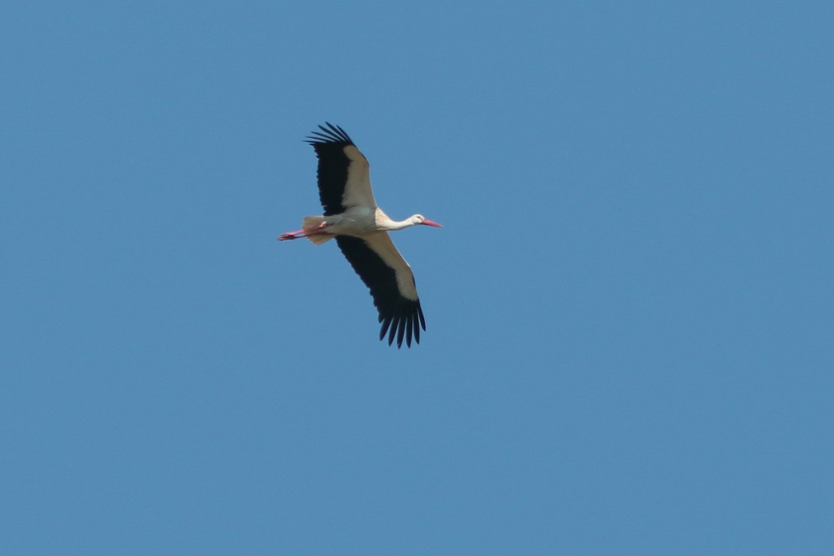 White Stork - ML271908211