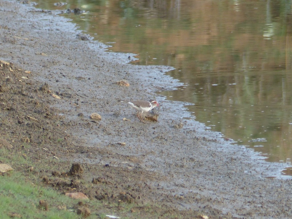 kulík třípásý - ML27190831