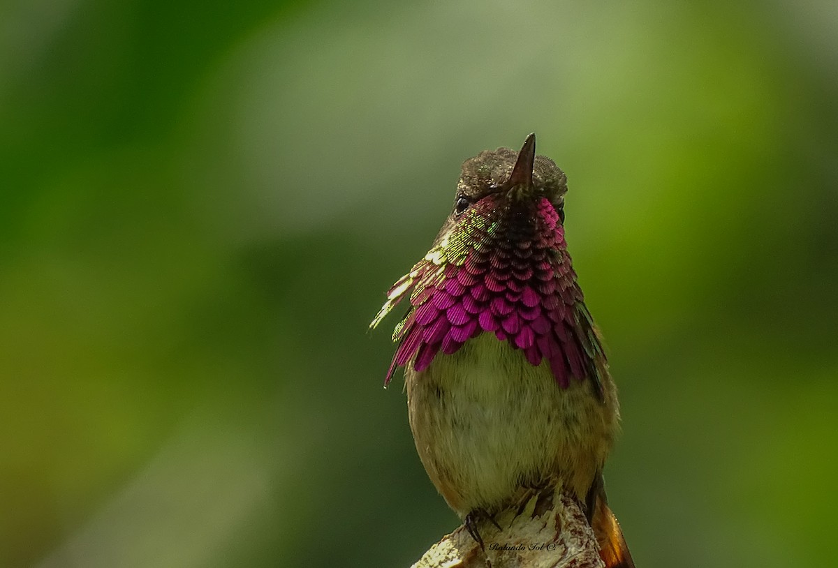 Wine-throated Hummingbird - Rolando Tol Gonzalez (Whatsapp 502- 57364134)