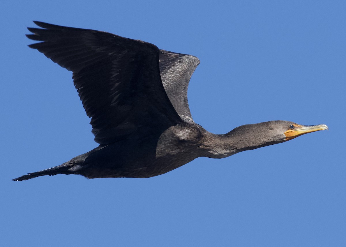 Double-crested Cormorant - Patrick Taylor