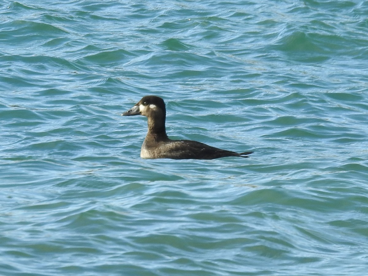 Surf Scoter - ML271909811