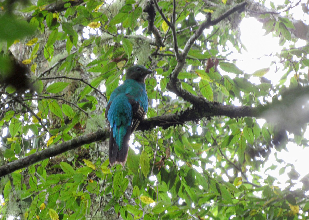 Resplendent Quetzal - ML271909831