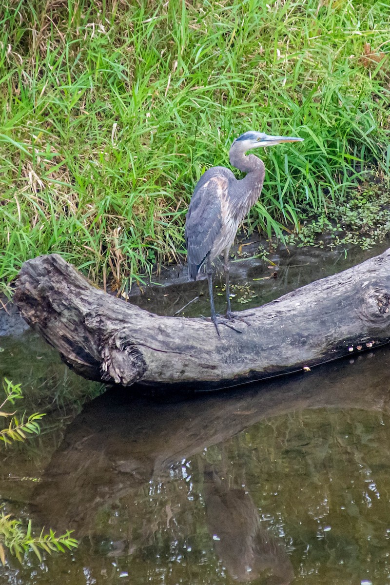 Great Blue Heron - ML271910861