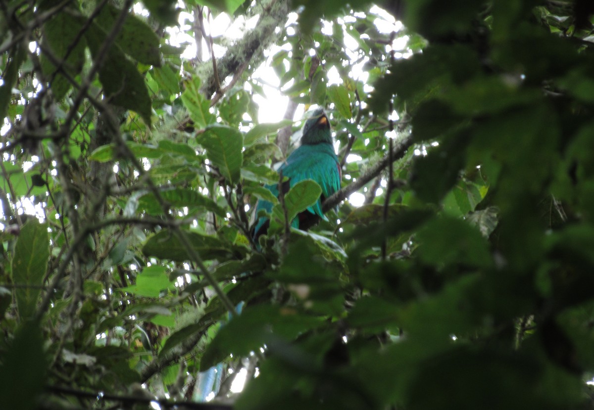 Resplendent Quetzal - ML271911171