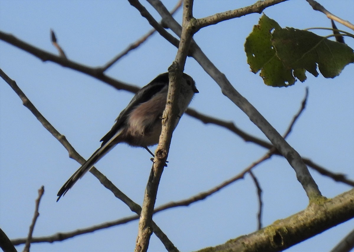 Long-tailed Tit (europaeus Group) - ML271911461