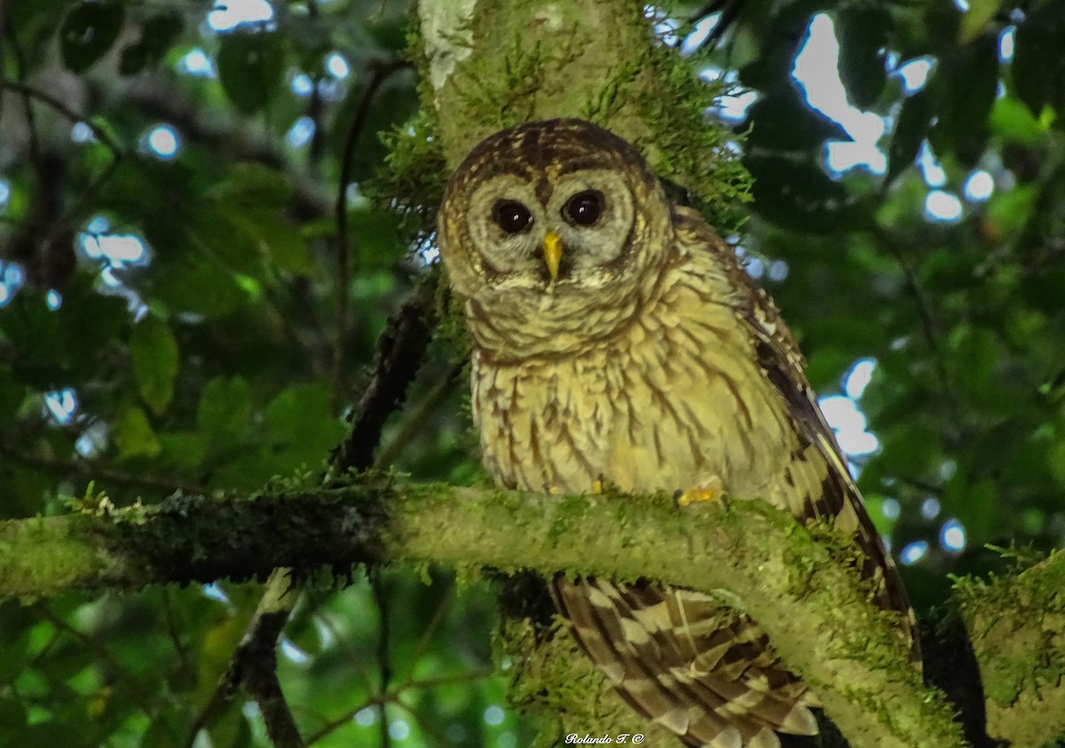 Fulvous Owl - ML271911621