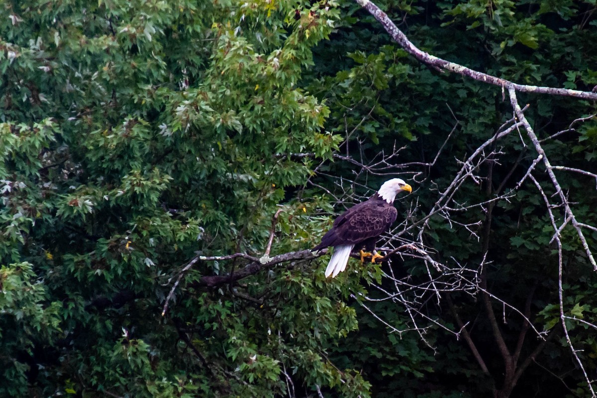 Bald Eagle - ML271912451