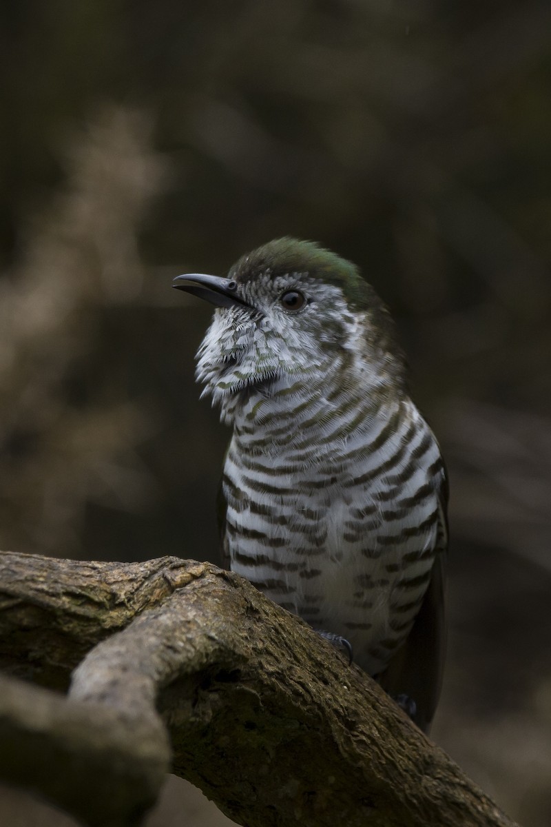 Shining Bronze-Cuckoo - ML271914251