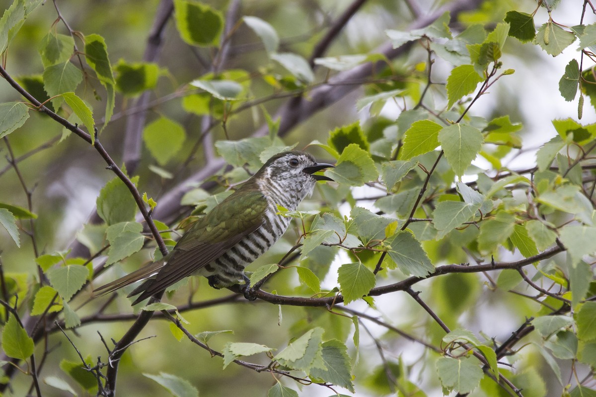 Shining Bronze-Cuckoo - ML271914261