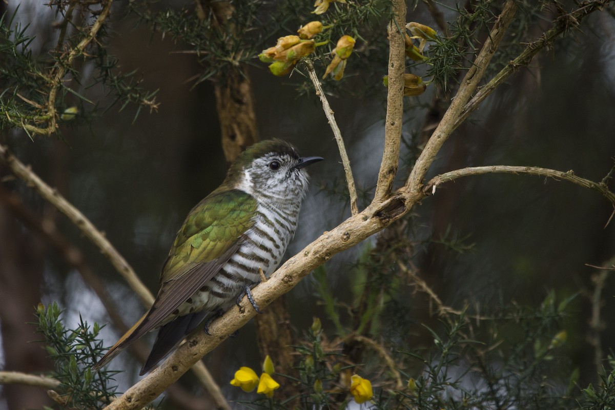 Shining Bronze-Cuckoo - ML271914281