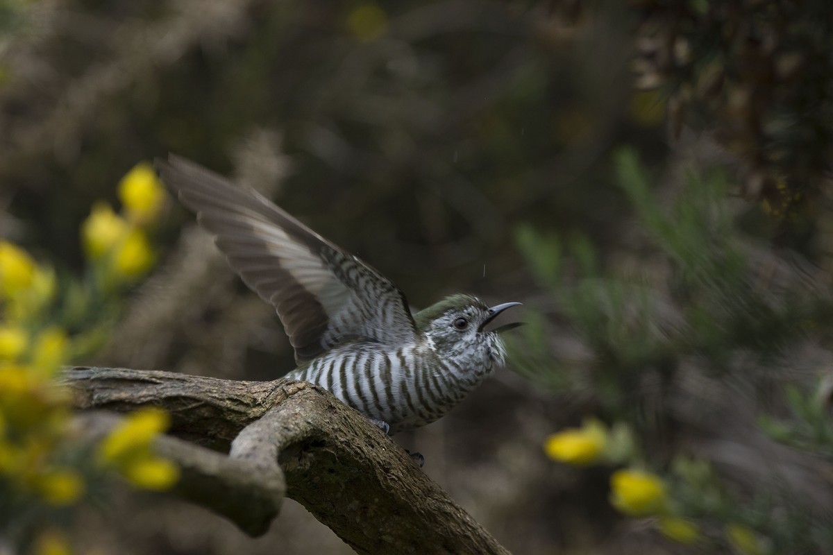 Shining Bronze-Cuckoo - ML271914301