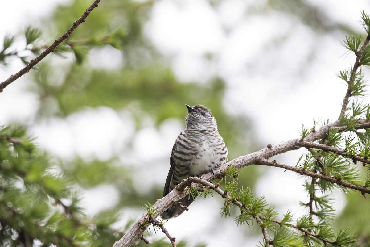 Shining Bronze-Cuckoo - ML271914331