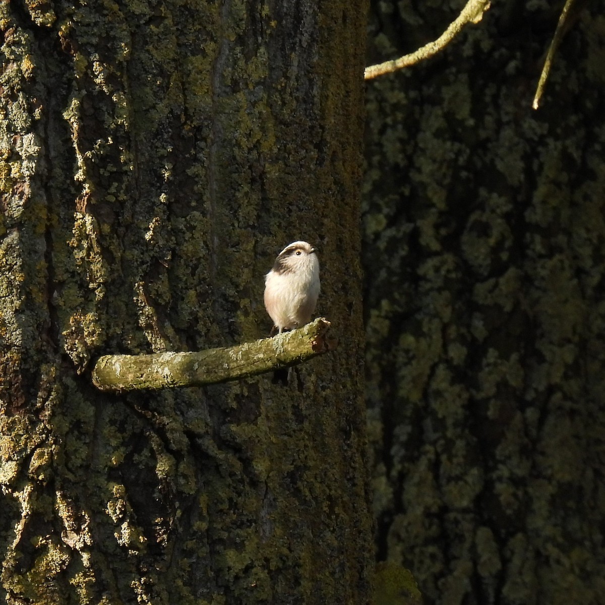 Long-tailed Tit (europaeus Group) - ML271915301