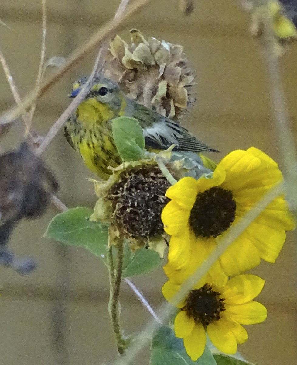 Cape May Warbler - ML271916051