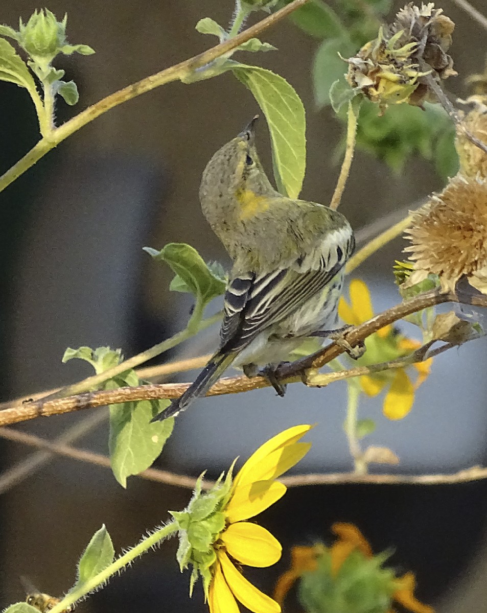 Cape May Warbler - ML271916061