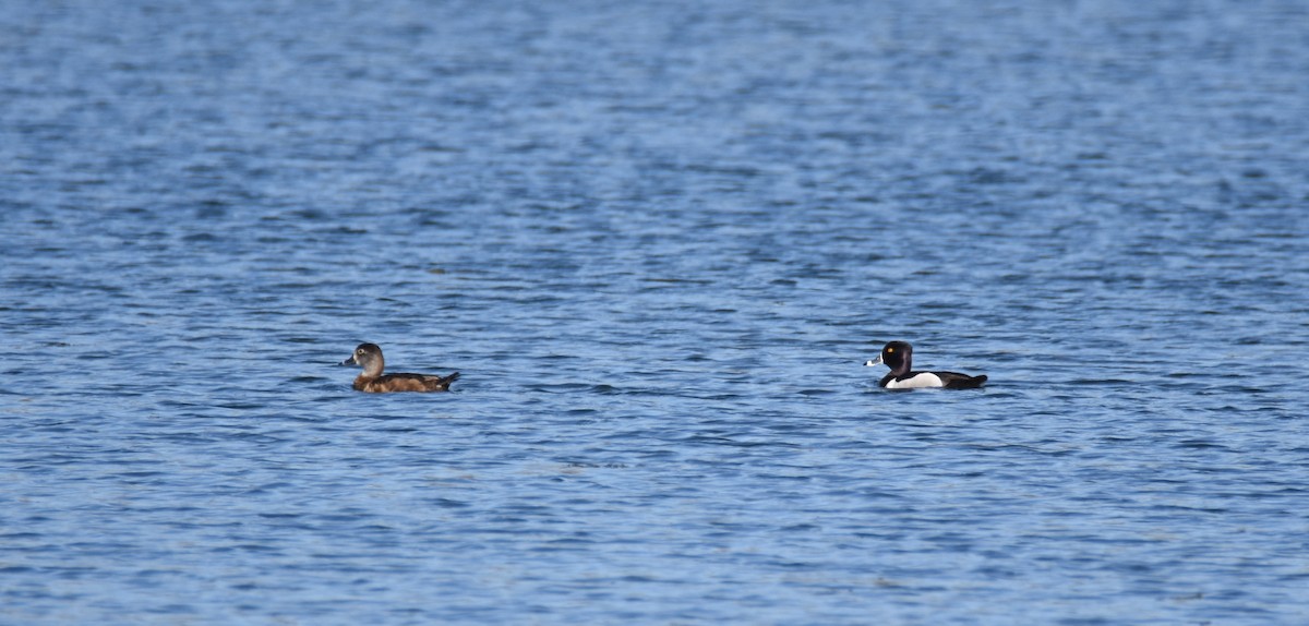 Ring-necked Duck - Luke Berg