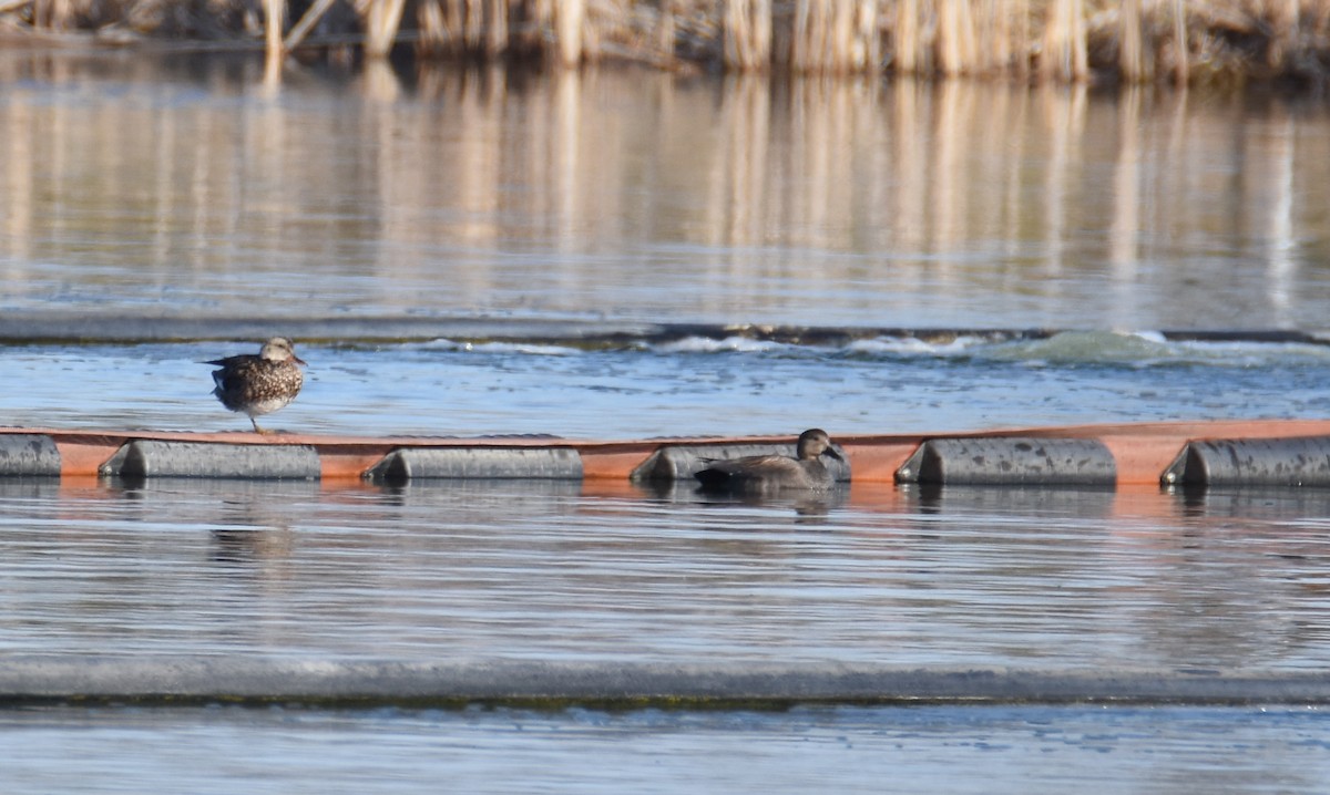 Gadwall (Common) - Luke Berg