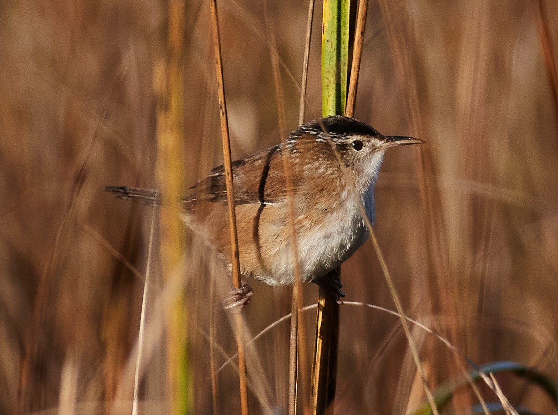 Marsh Wren - patrick horan