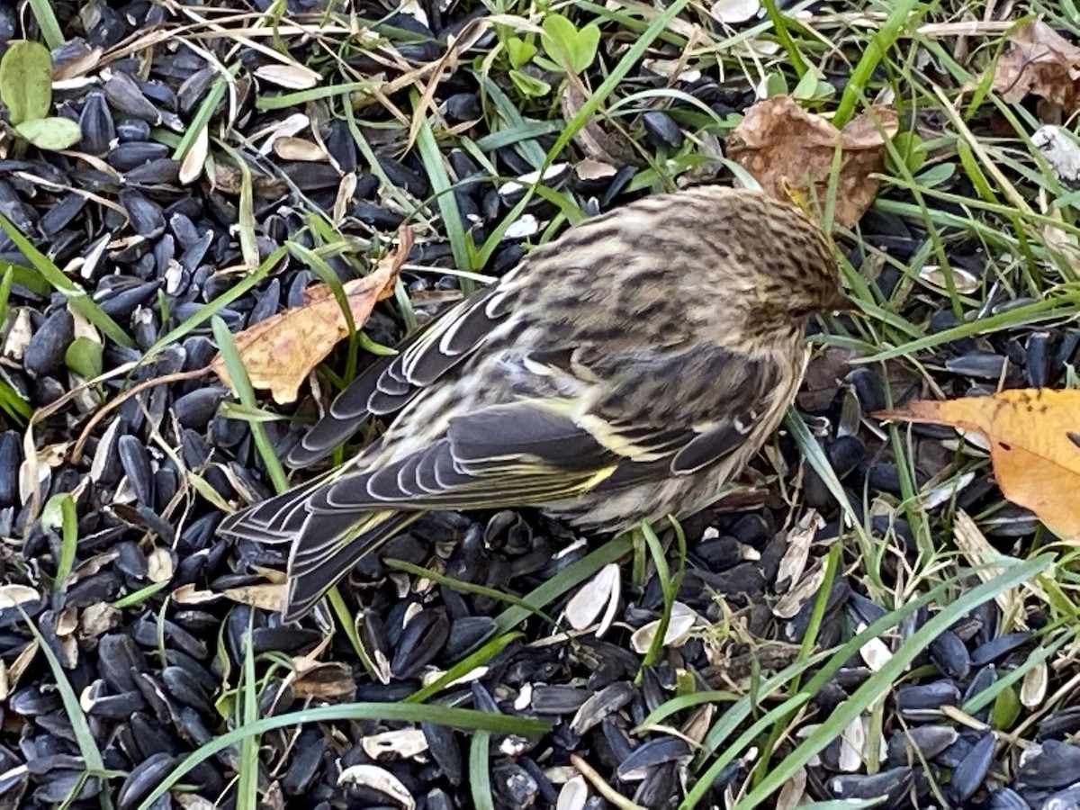 Pine Siskin - ML271921901