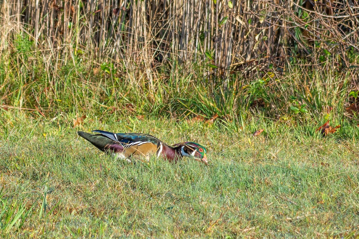 Wood Duck - Lisa Nasta