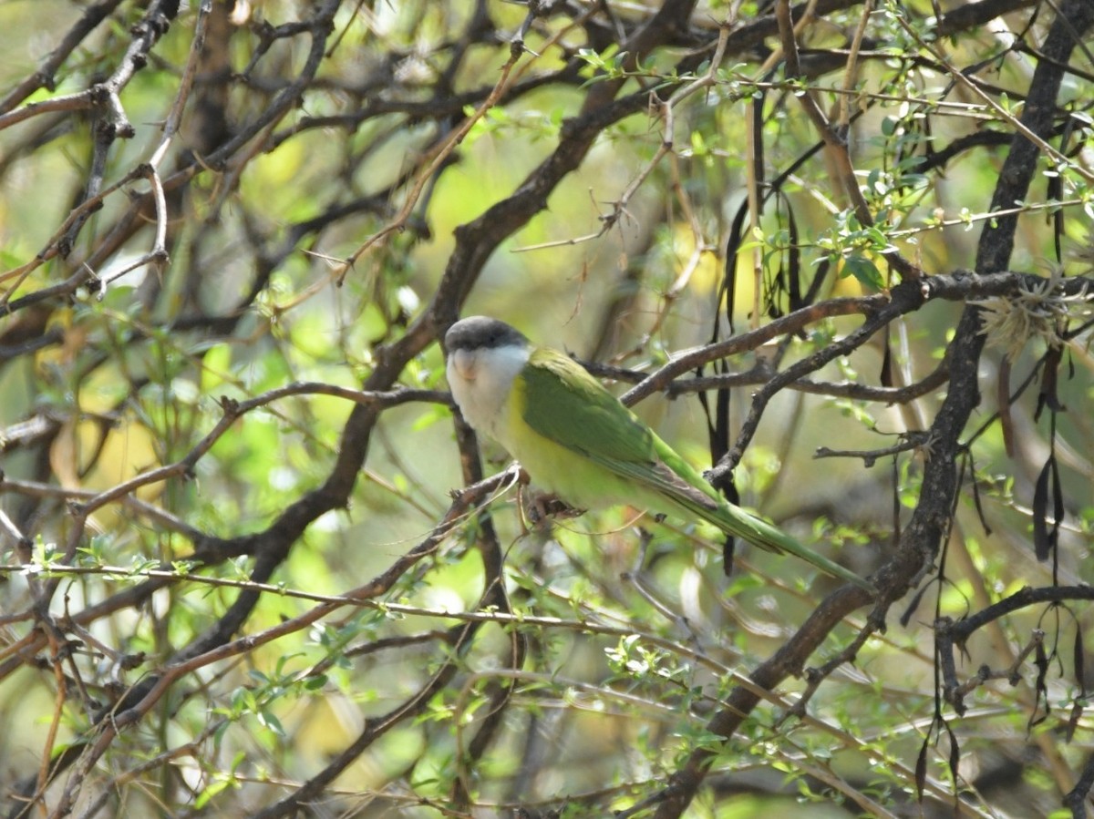 Gray-hooded Parakeet - ML271922611