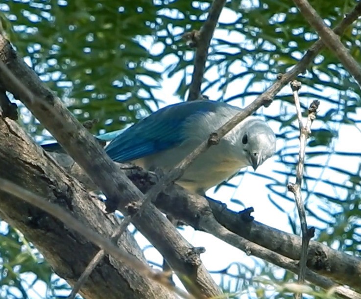 Blue-gray Tanager - ML271922831