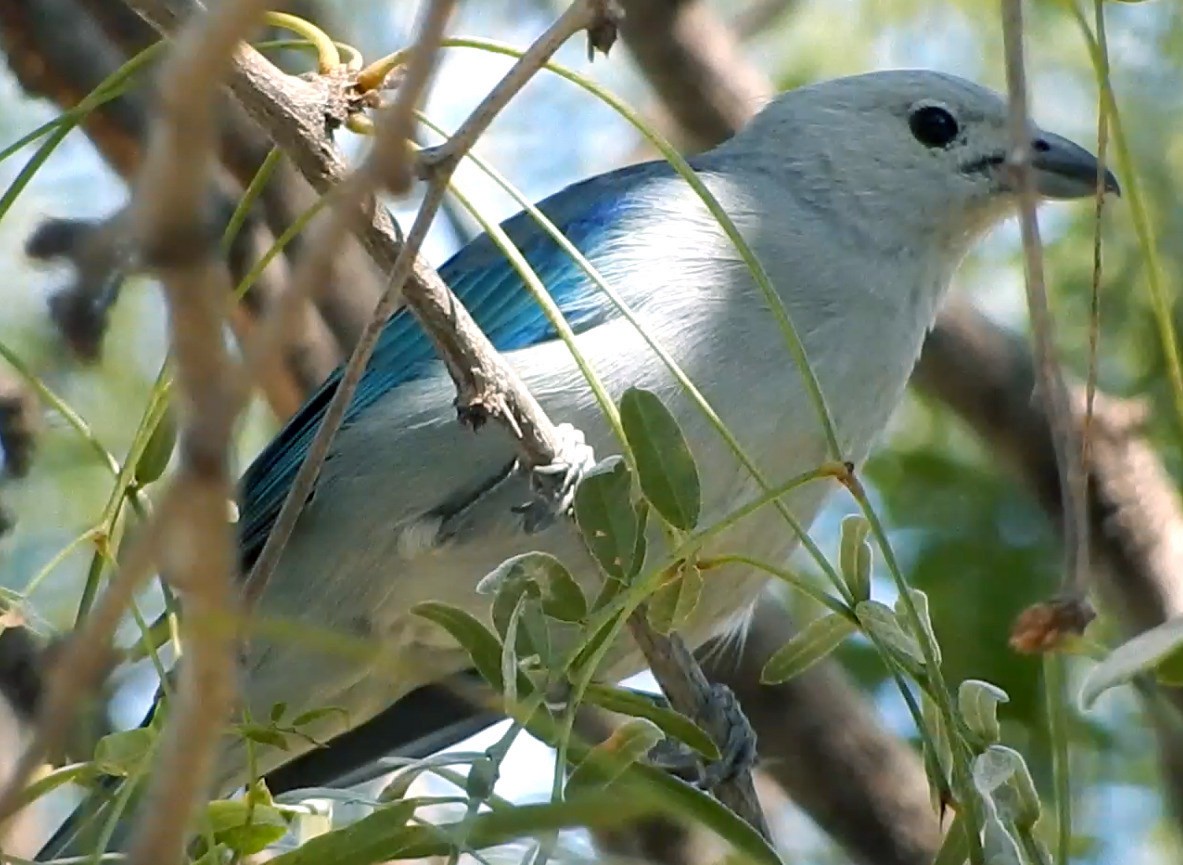 Blue-gray Tanager - ML271922841