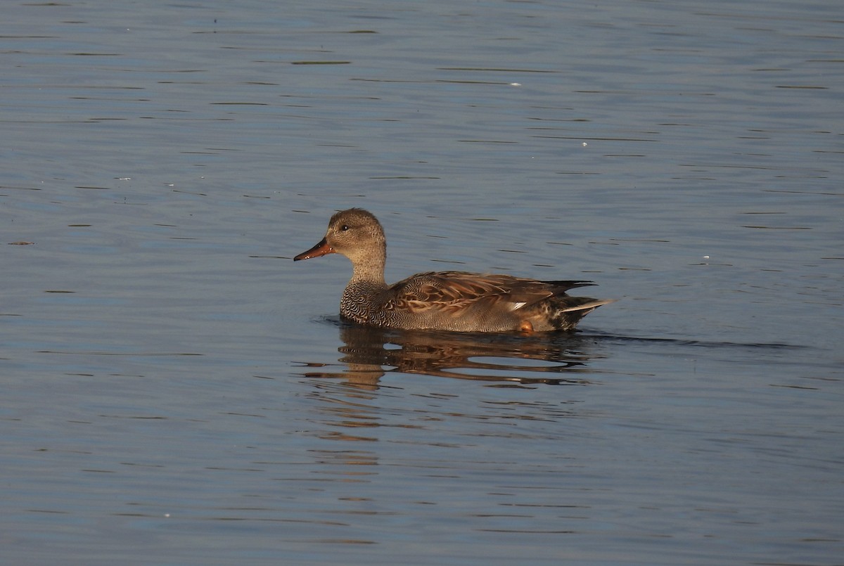 Gadwall - ML271925631