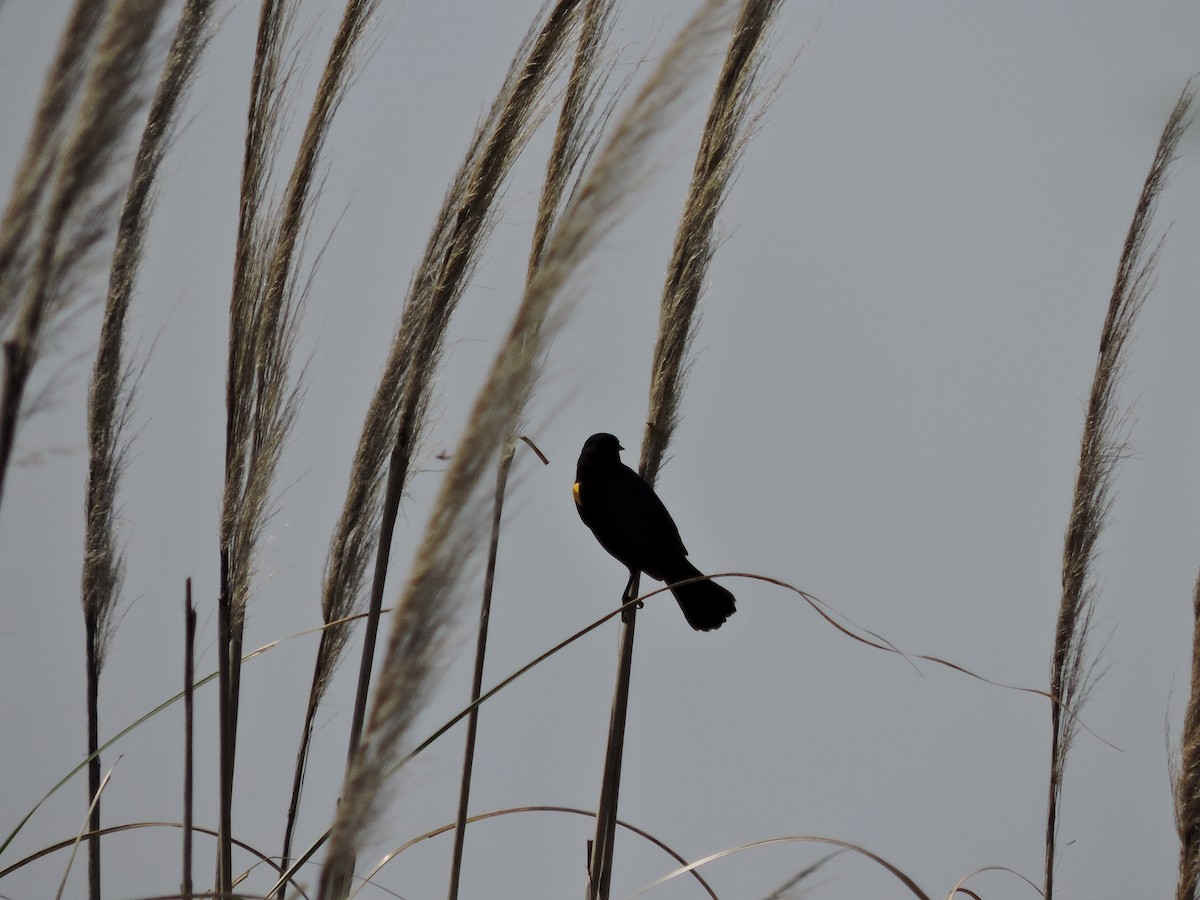 Yellow-winged Blackbird - ML271928861