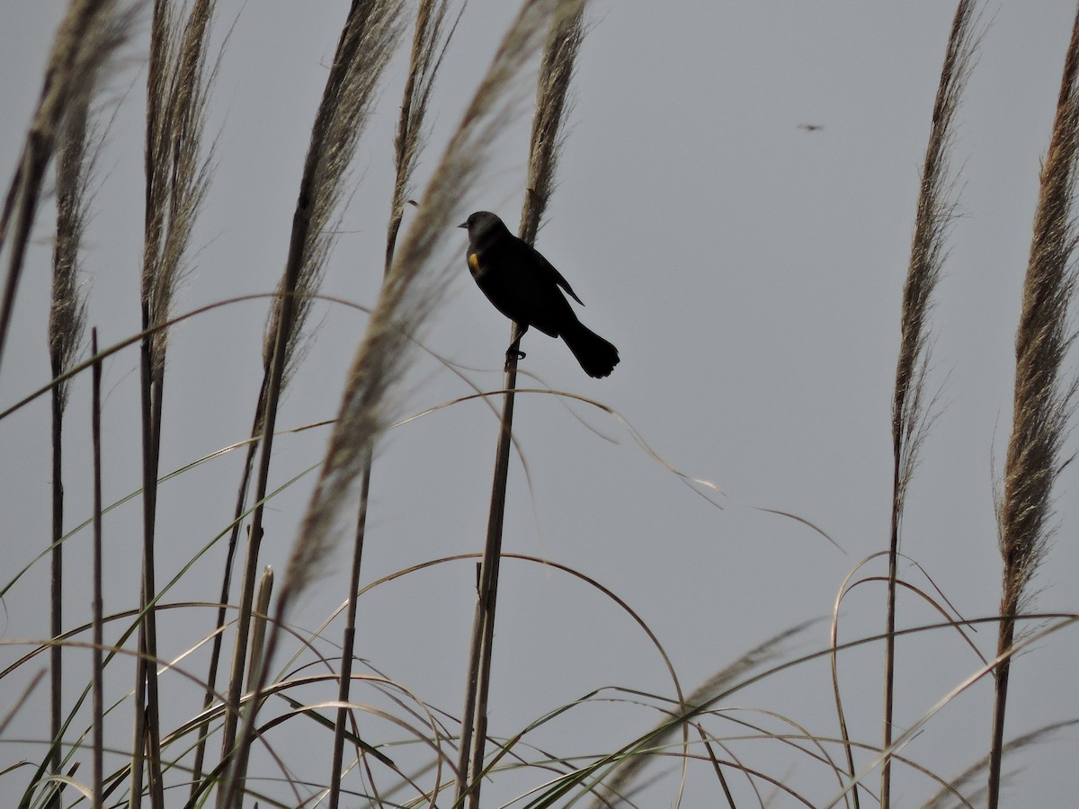 Yellow-winged Blackbird - ML271928891