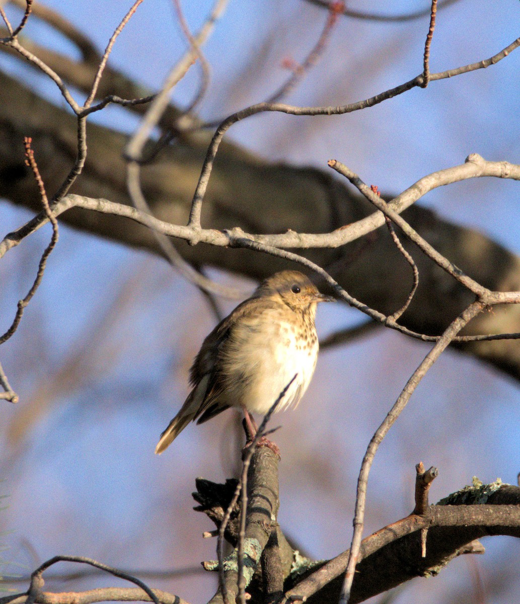 Hermit Thrush - ML271928931
