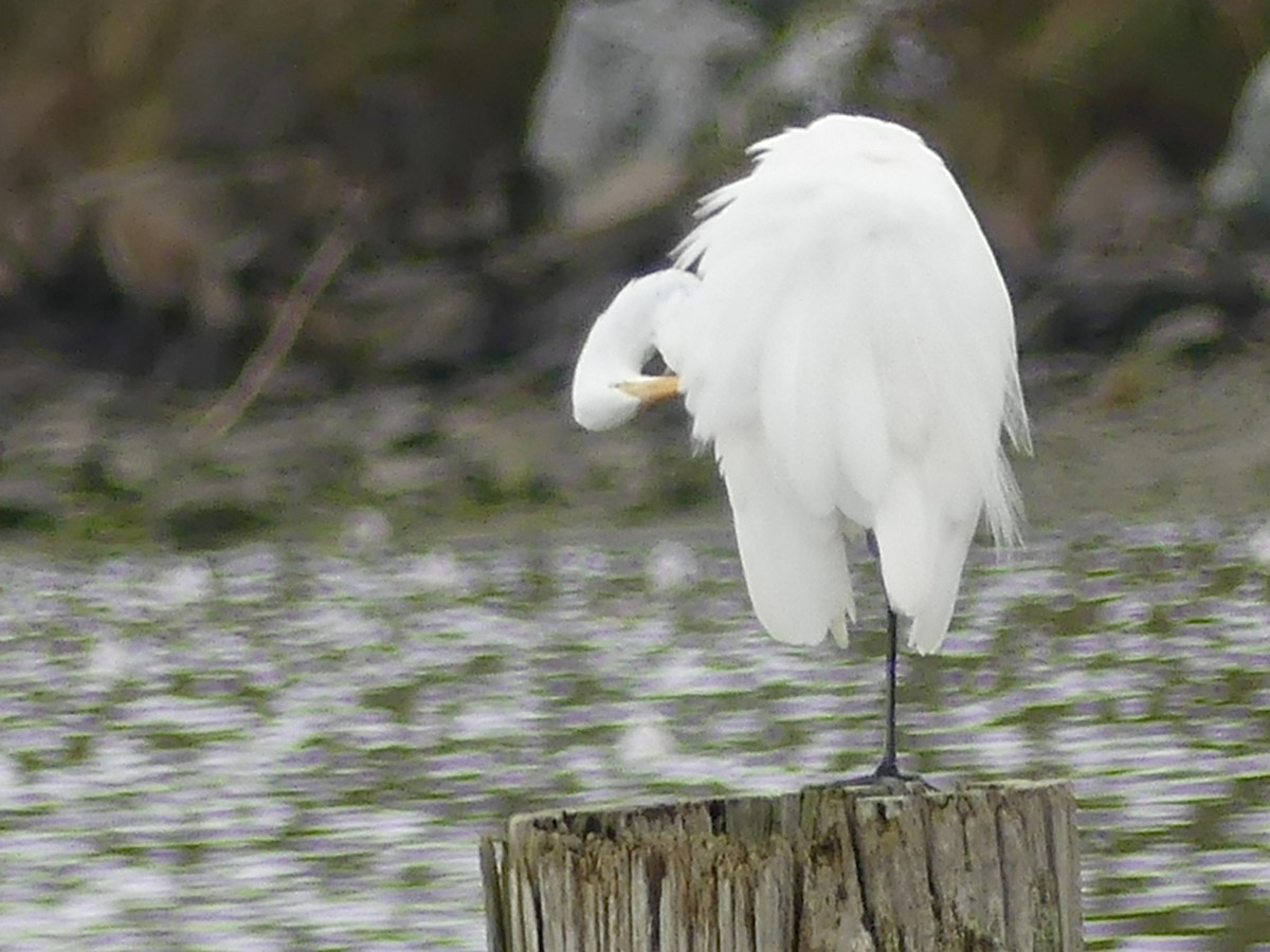 Great Egret - Philip Dickinson