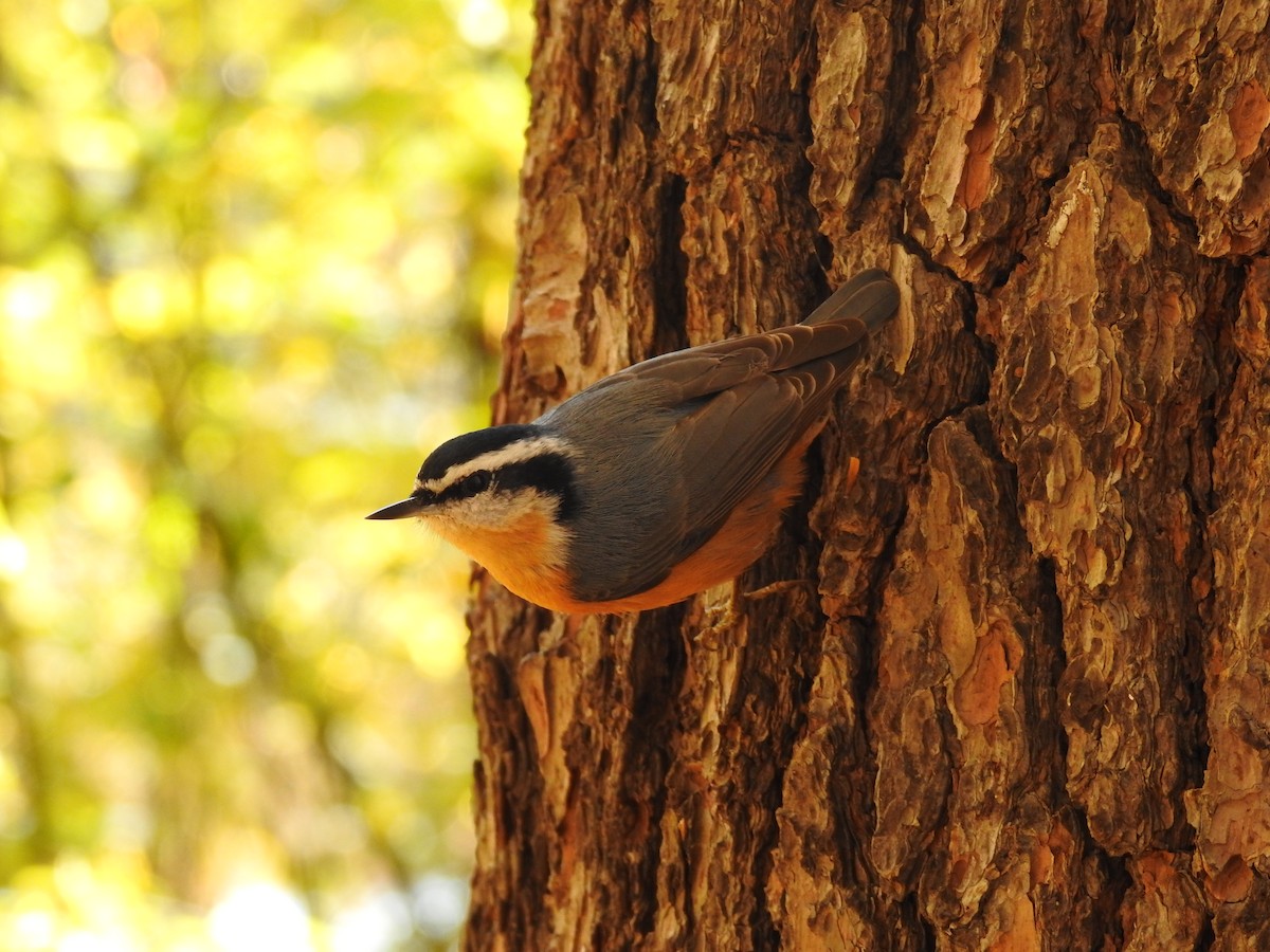 Red-breasted Nuthatch - ML271932041