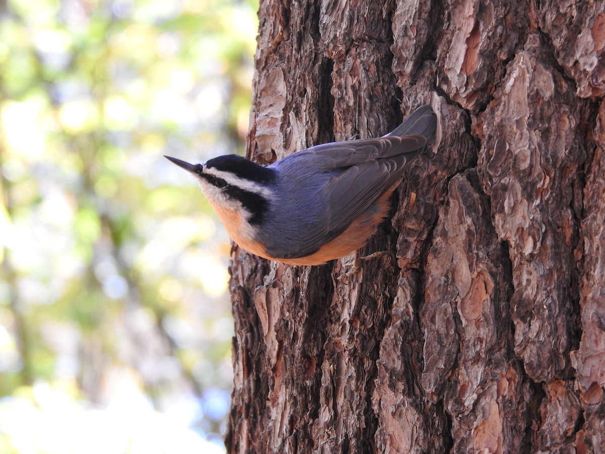 Red-breasted Nuthatch - ML271932081